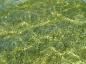 algae for viscount pools west