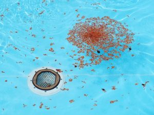 Fall Pool Cleaning